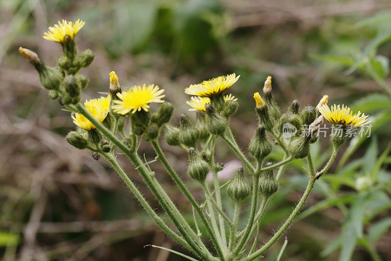 沼泽蓟(Sonchus palustris)